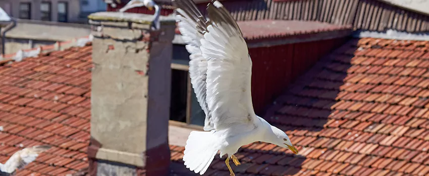 Residential Chimney Animal Removal Solution in Hackensack, NJ
